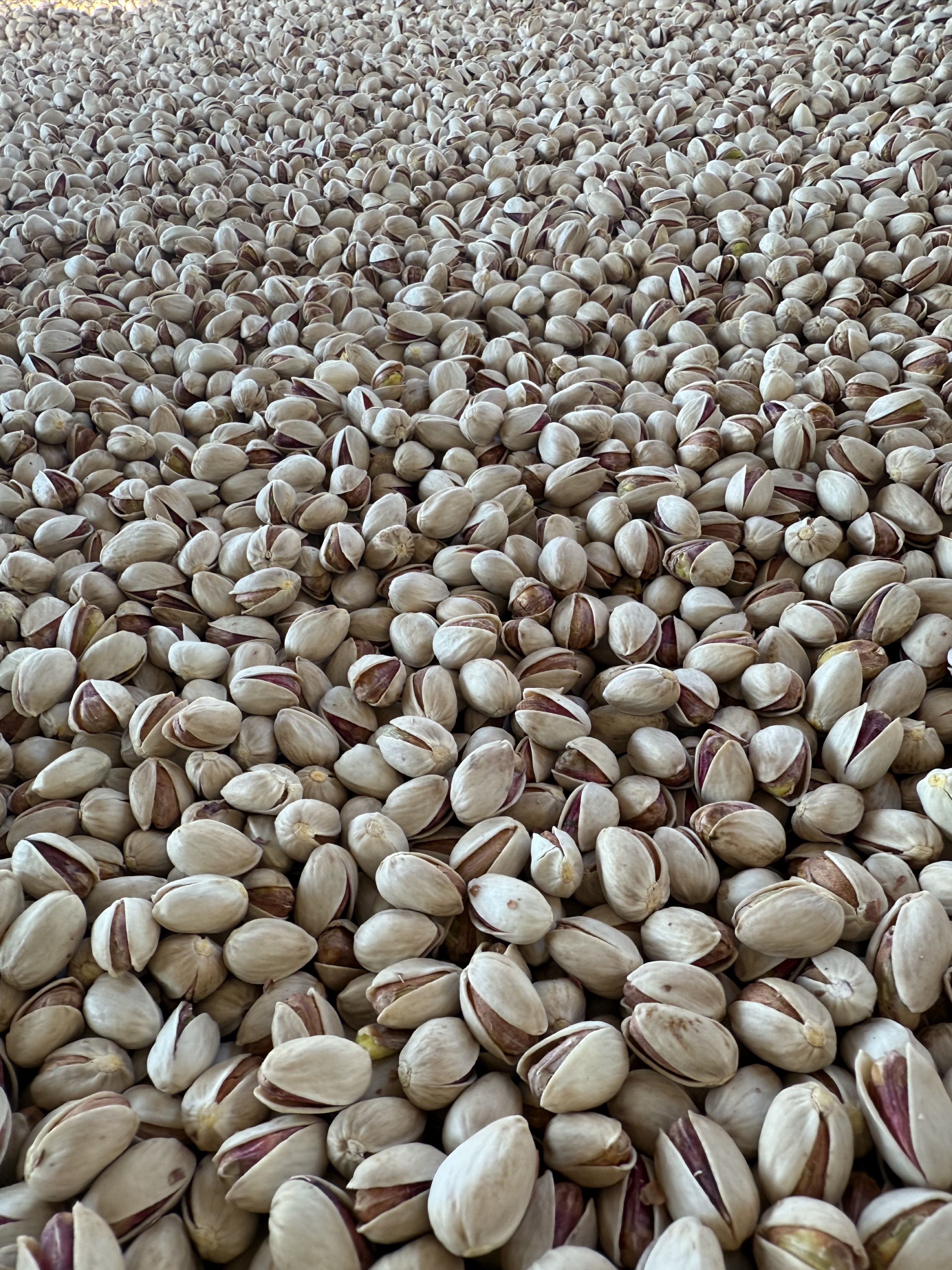 پسته فندقی